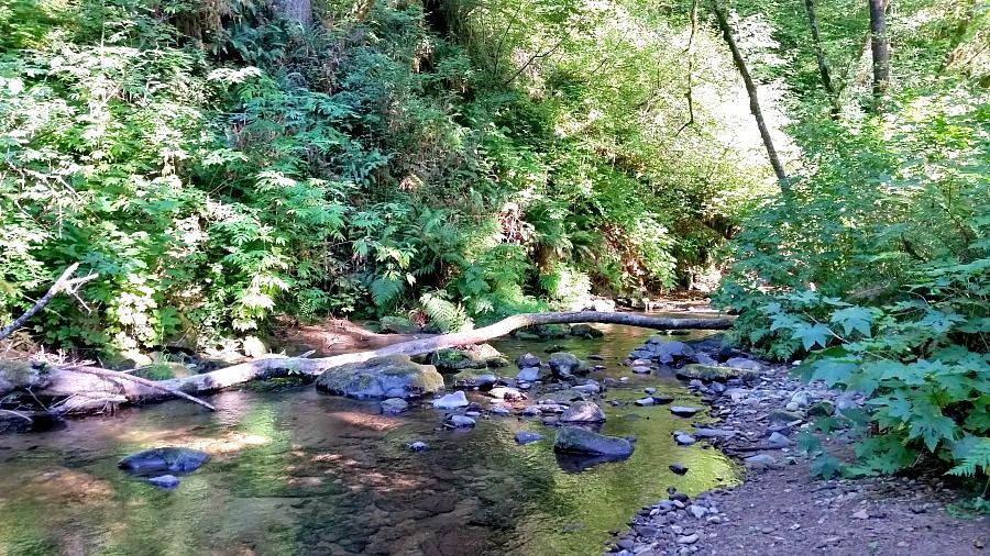 National Forest Near Me change comin